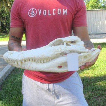 18" Alligator Skull 