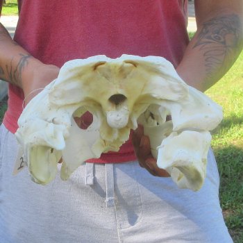 18" Alligator Skull 