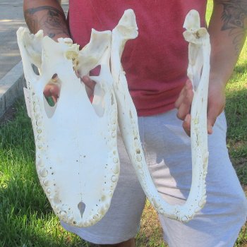 18" Alligator Skull 