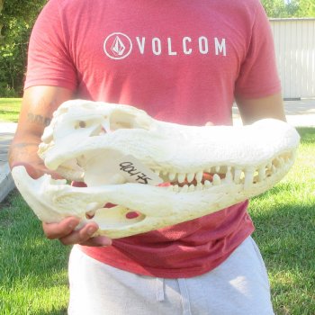 18" Alligator Skull 