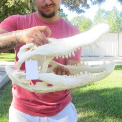 18" Alligator ...
