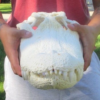 18" Alligator Skull 