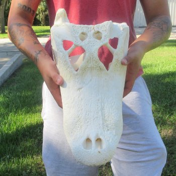 18" Alligator Skull 