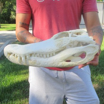 18" Alligator Skull 