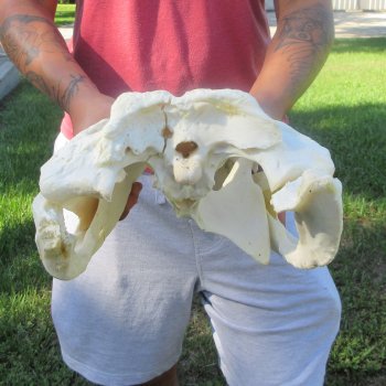 18" Alligator Skull 