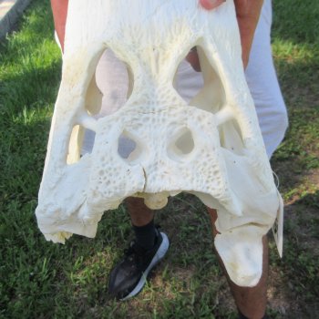 18" Alligator Skull 