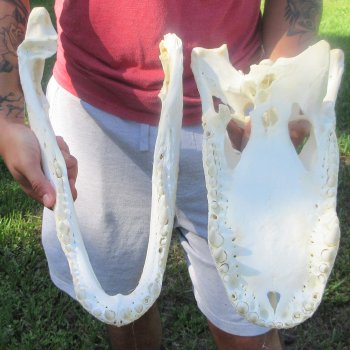 18" Alligator Skull 