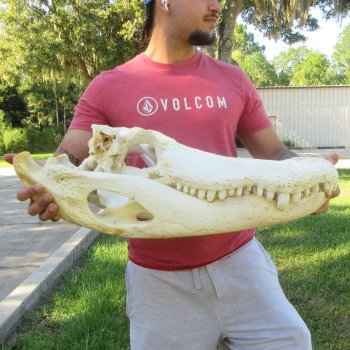 26" Alligator Skull (Signature Required)