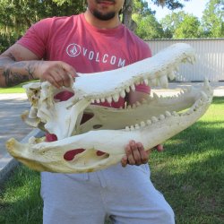 26" Alligator ...