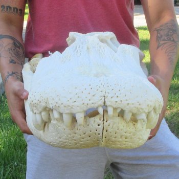 26" Alligator Skull (Signature Required)