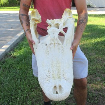 26" Alligator Skull (Signature Required)
