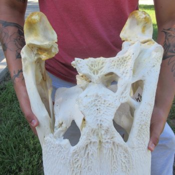 26" Alligator Skull (Signature Required)