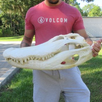 26" Alligator Skull (Signature Required)
