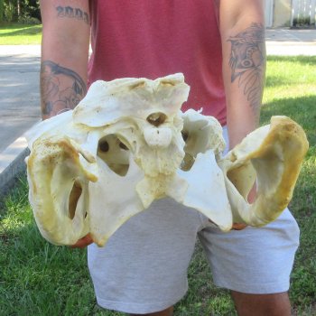 26" Alligator Skull (Signature Required)