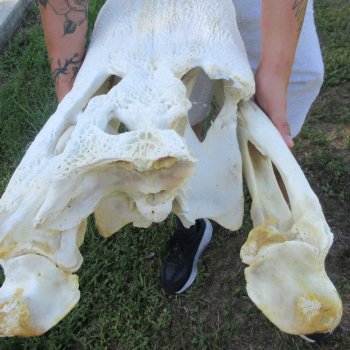 26" Alligator Skull (Signature Required)