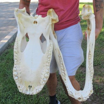 26" Alligator Skull (Signature Required)