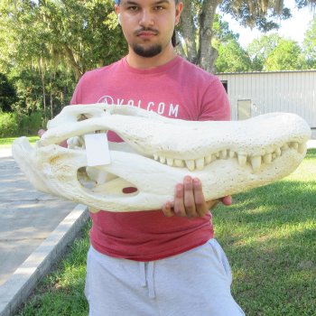 26" Alligator Skull (Adult Signature Required)
