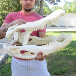 26" Alligator ...