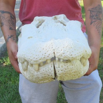 26" Alligator Skull (Adult Signature Required)