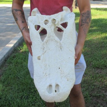 26" Alligator Skull (Adult Signature Required)