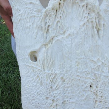 26" Alligator Skull (Adult Signature Required)
