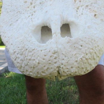 26" Alligator Skull (Adult Signature Required)