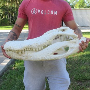 26" Alligator Skull (Adult Signature Required)