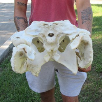 26" Alligator Skull (Adult Signature Required)