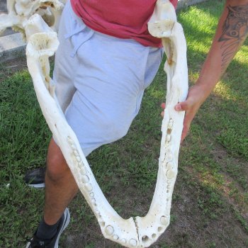26" Alligator Skull (Adult Signature Required)