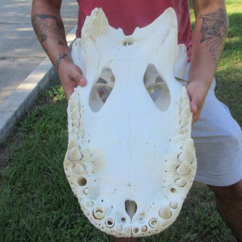 26" Alligator Skull (Adult Signature Required)