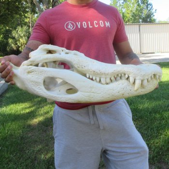 26" Alligator Skull (Signature Required)