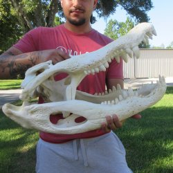 26" Alligator ...