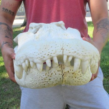 26" Alligator Skull (Signature Required)