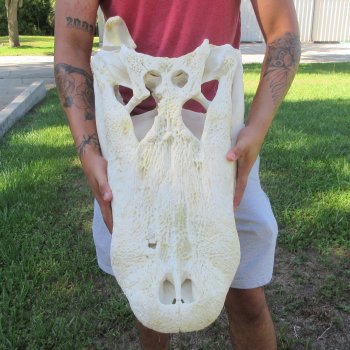 26" Alligator Skull (Signature Required)