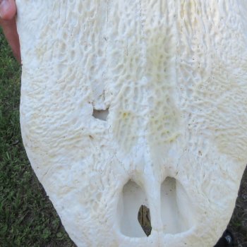 26" Alligator Skull (Signature Required)