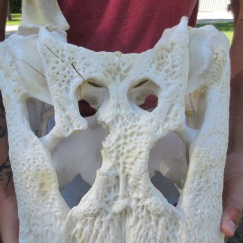 26" Alligator Skull (Signature Required)