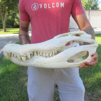 26" Alligator Skull (Signature Required)