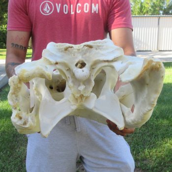 26" Alligator Skull (Signature Required)