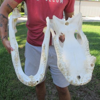 26" Alligator Skull (Signature Required)