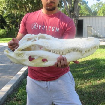 24" Alligator Skull (Signature Required)