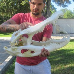 24" Alligator ...