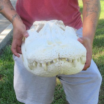 24" Alligator Skull (Signature Required)