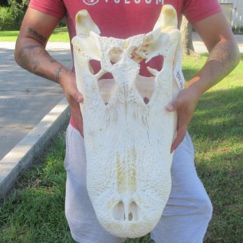 24" Alligator Skull (Signature Required)