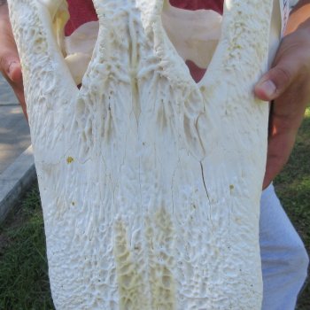 24" Alligator Skull (Signature Required)
