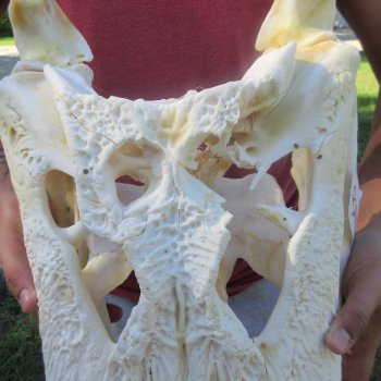 24" Alligator Skull (Signature Required)