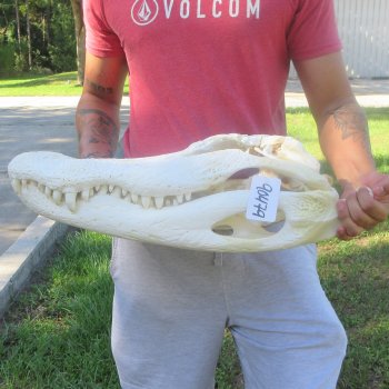 24" Alligator Skull (Signature Required)