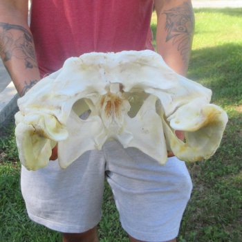 24" Alligator Skull (Signature Required)