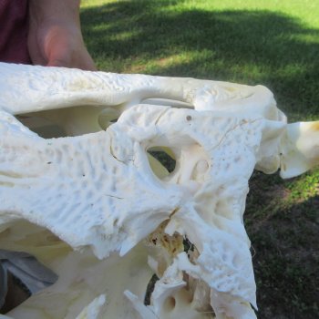 24" Alligator Skull (Signature Required)