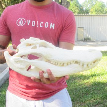 18" Alligator Skull 