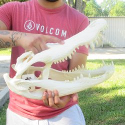 18" Alligator ...